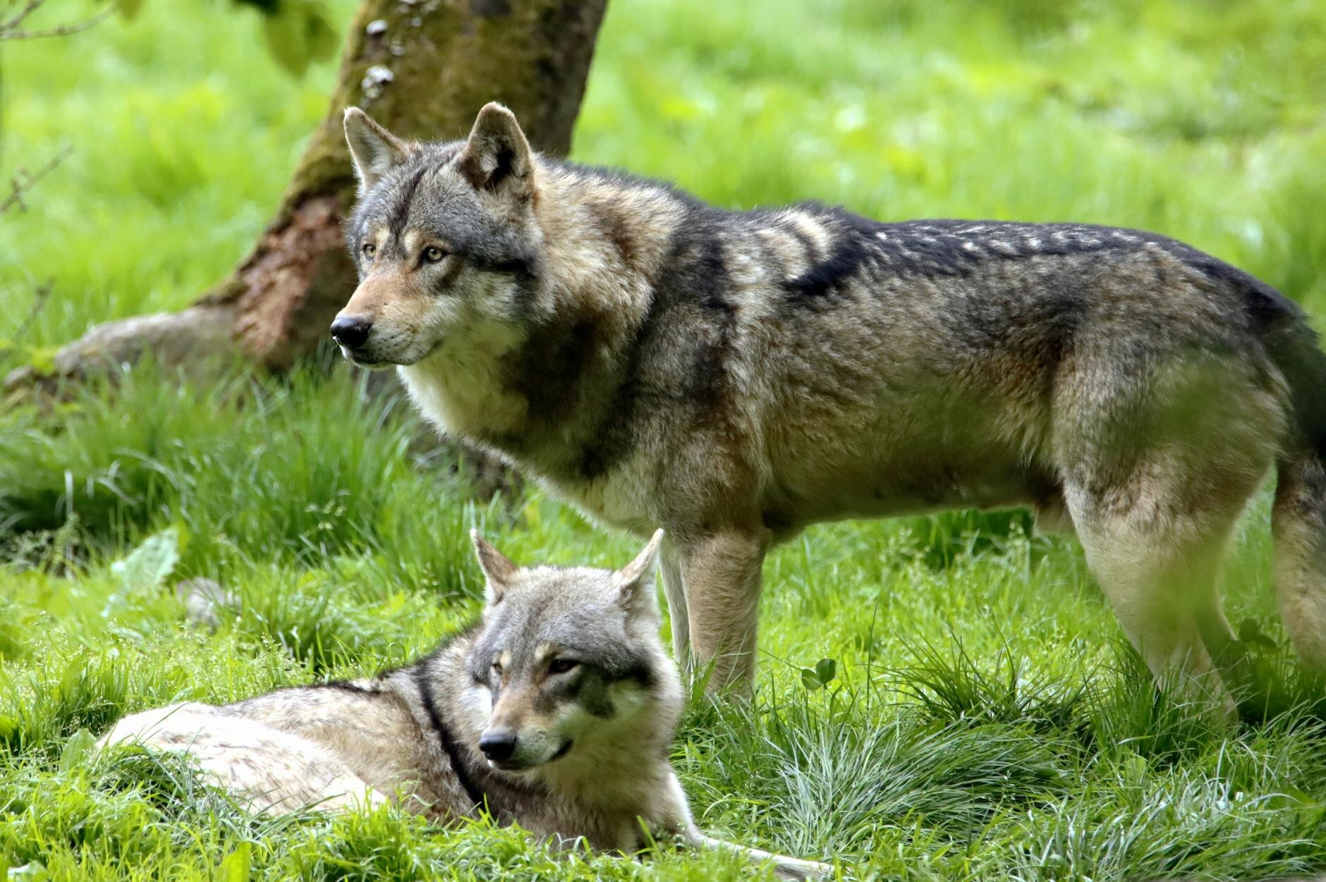 pair of wolves