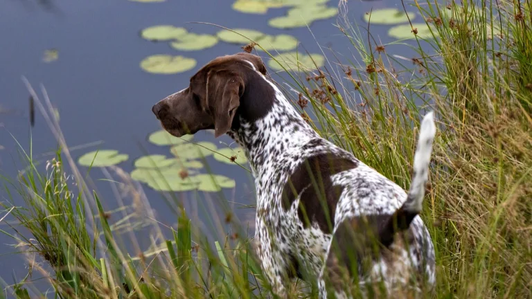 gsp standing by pond