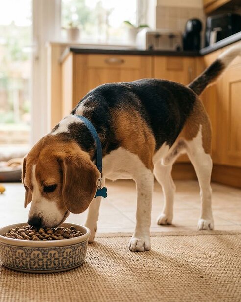 beagle-eating-from-a-bowl
