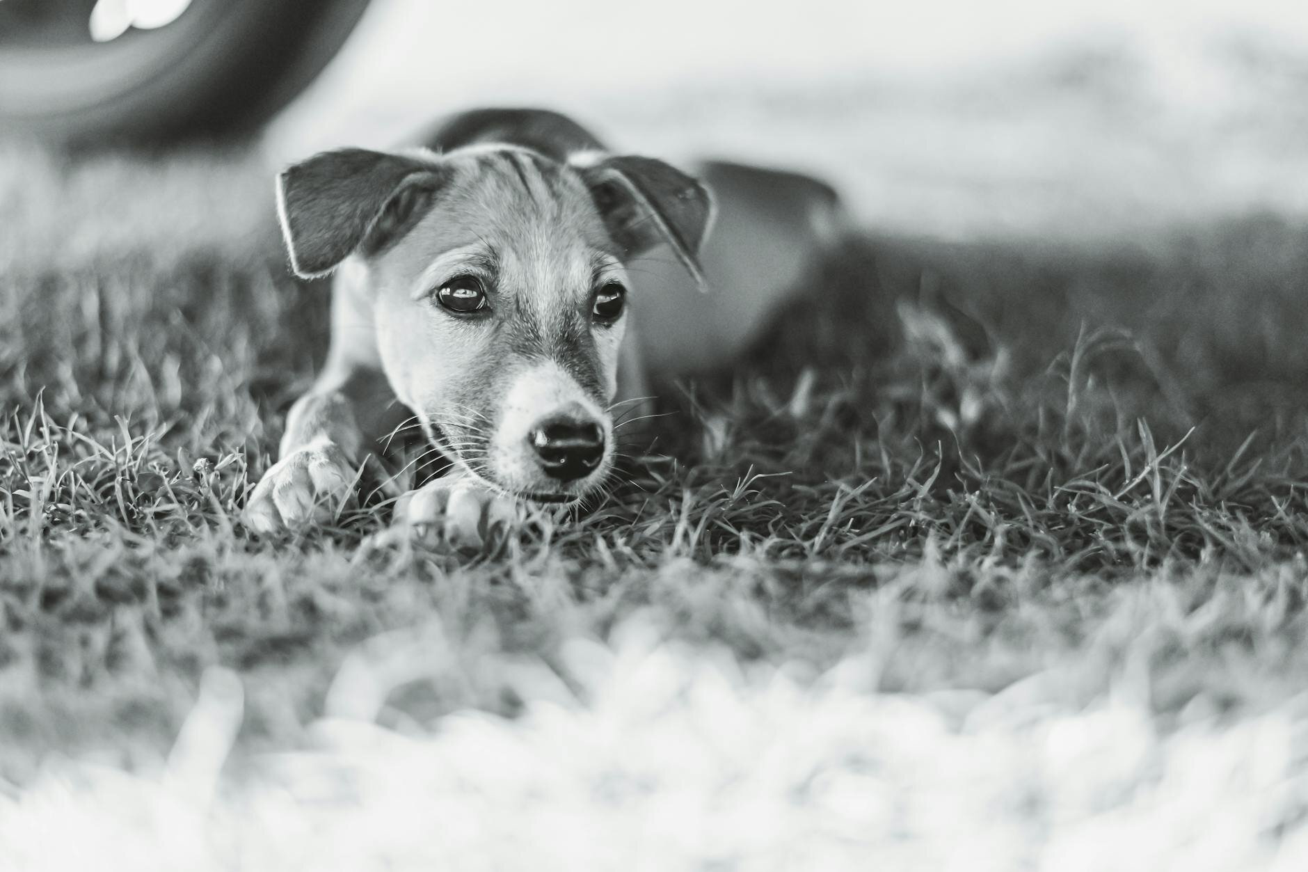 black and white photo of puppy lying on the grass looking sad