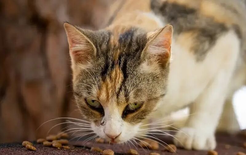 close up of cat eating dry kibble off ground