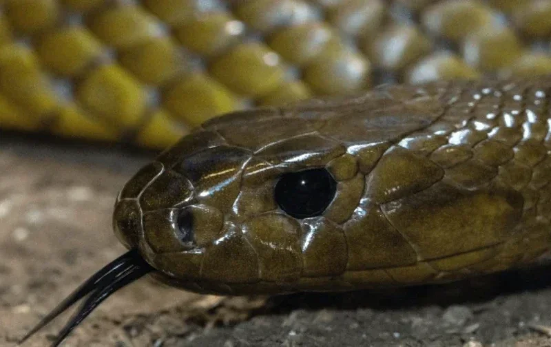 close up of snake