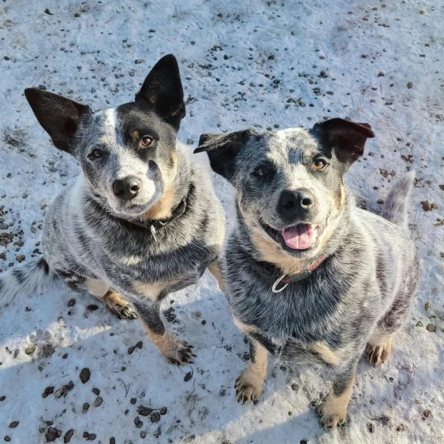 2 cattle dogs looking up at camera