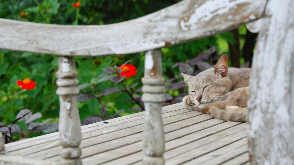 grey cat sleeping with eyes closed on garden bench