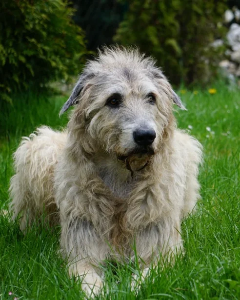 wolfhound lying on grass
