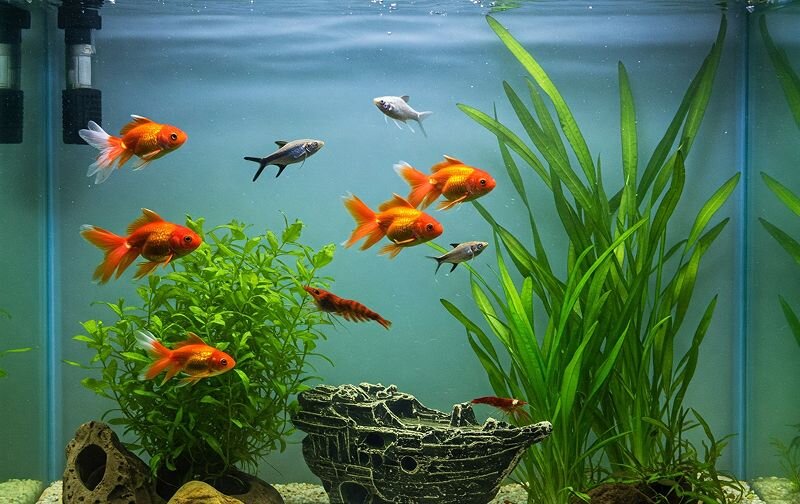 variety of fish in a tank