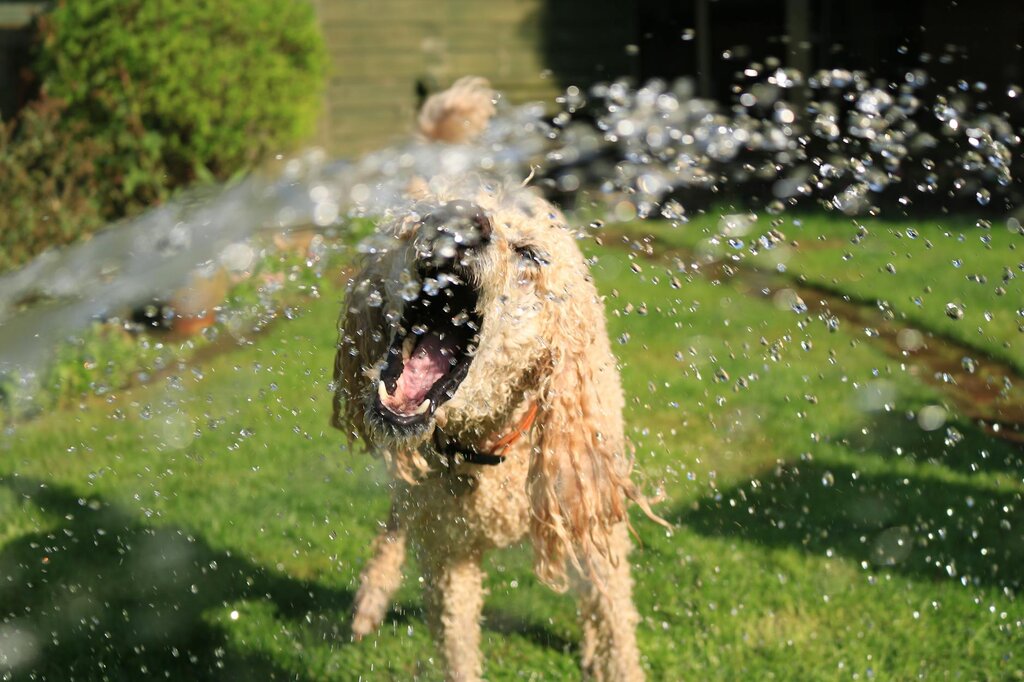 dog playing in stream of water in backyard