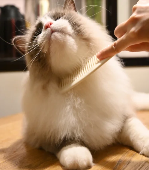 ragdoll cat being groomed