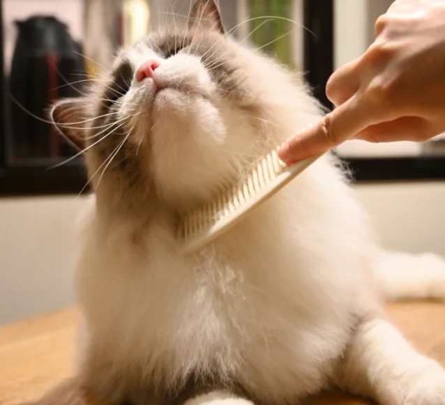 ragdoll cat being groomed