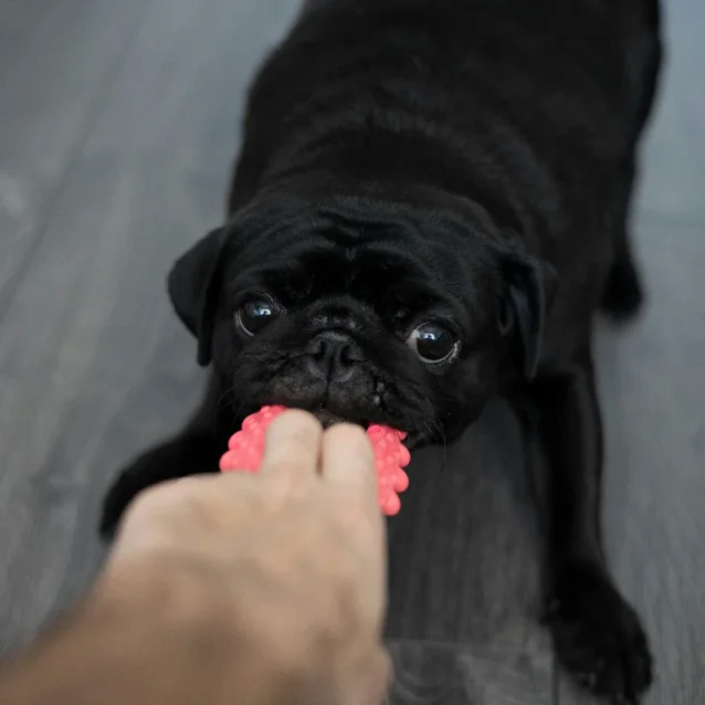 black pug playing with tug toy