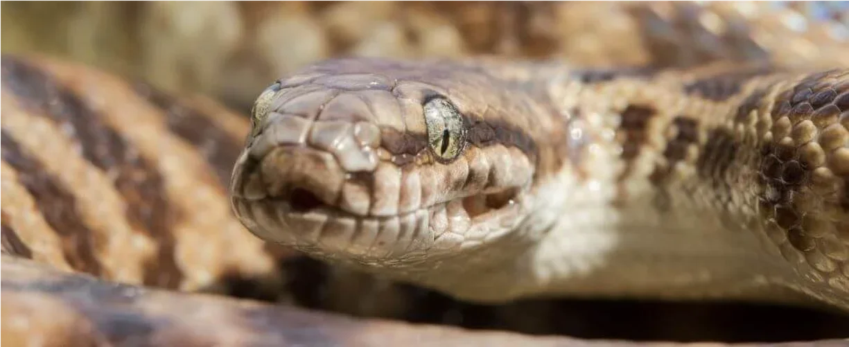 stimsons and childrens python