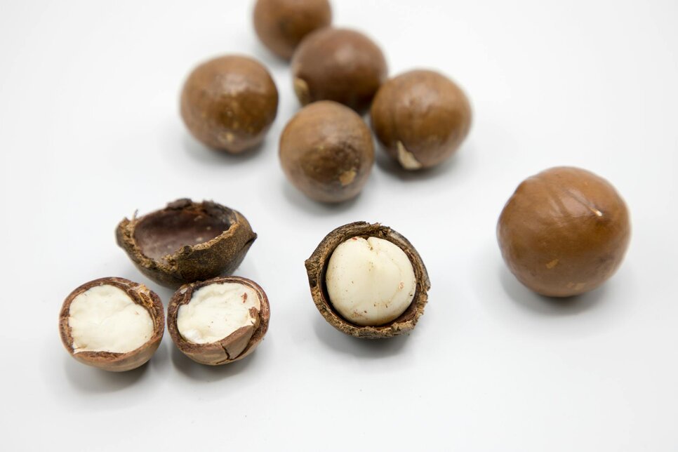 macadamia nuts on white background