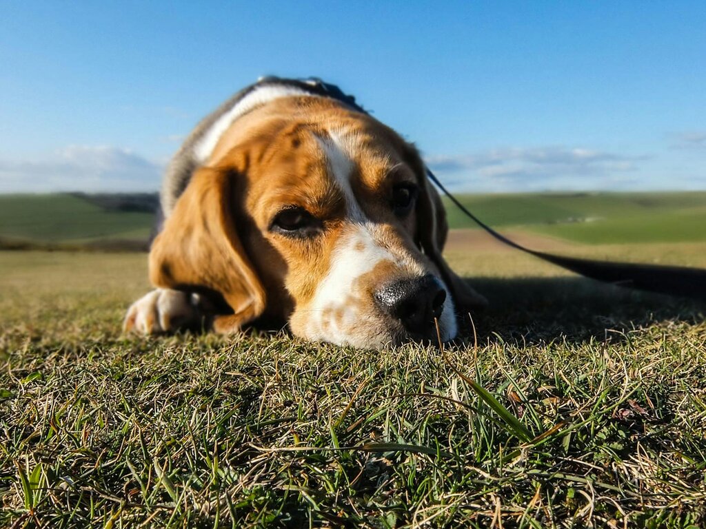 dog lying on grass looking sad