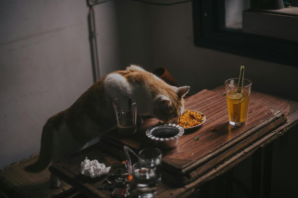 cat eating human food off table