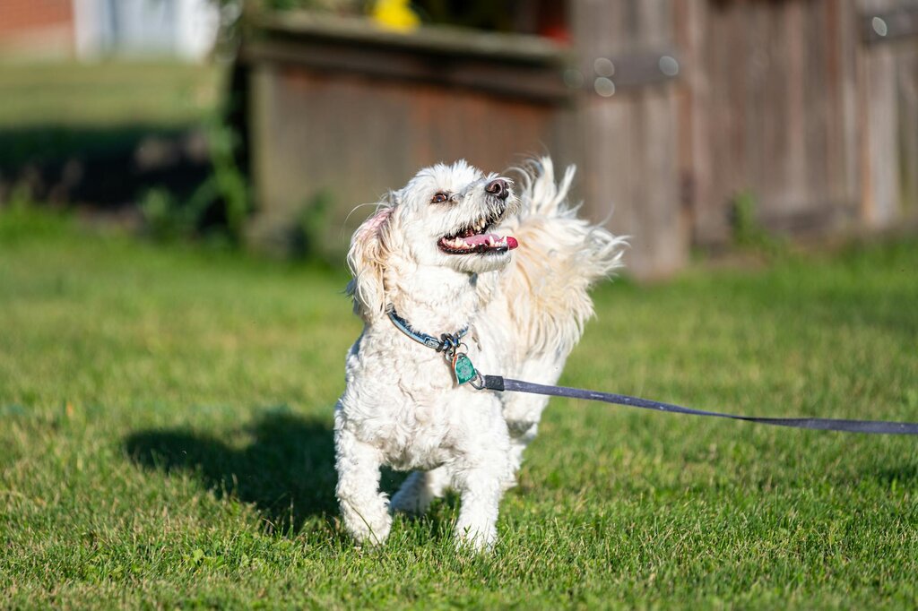 white fluffy dog going for a walk