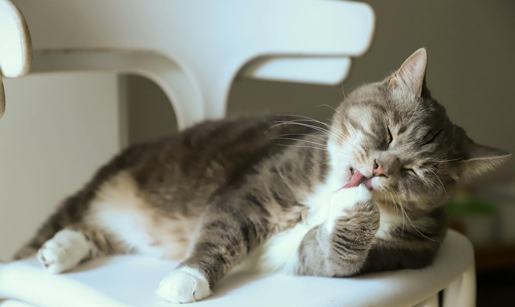 cat licking paw