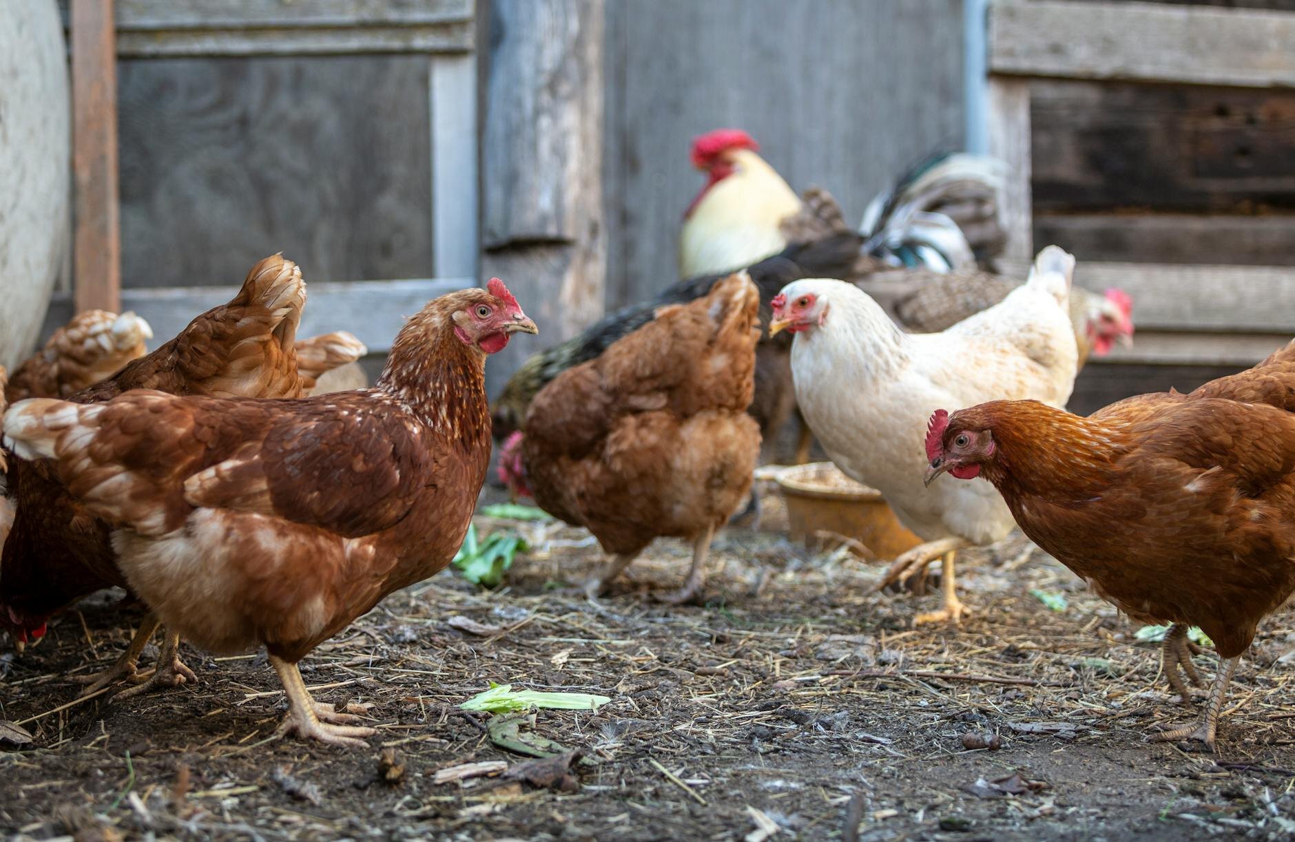 chickens free ranging with leafy greens on ground