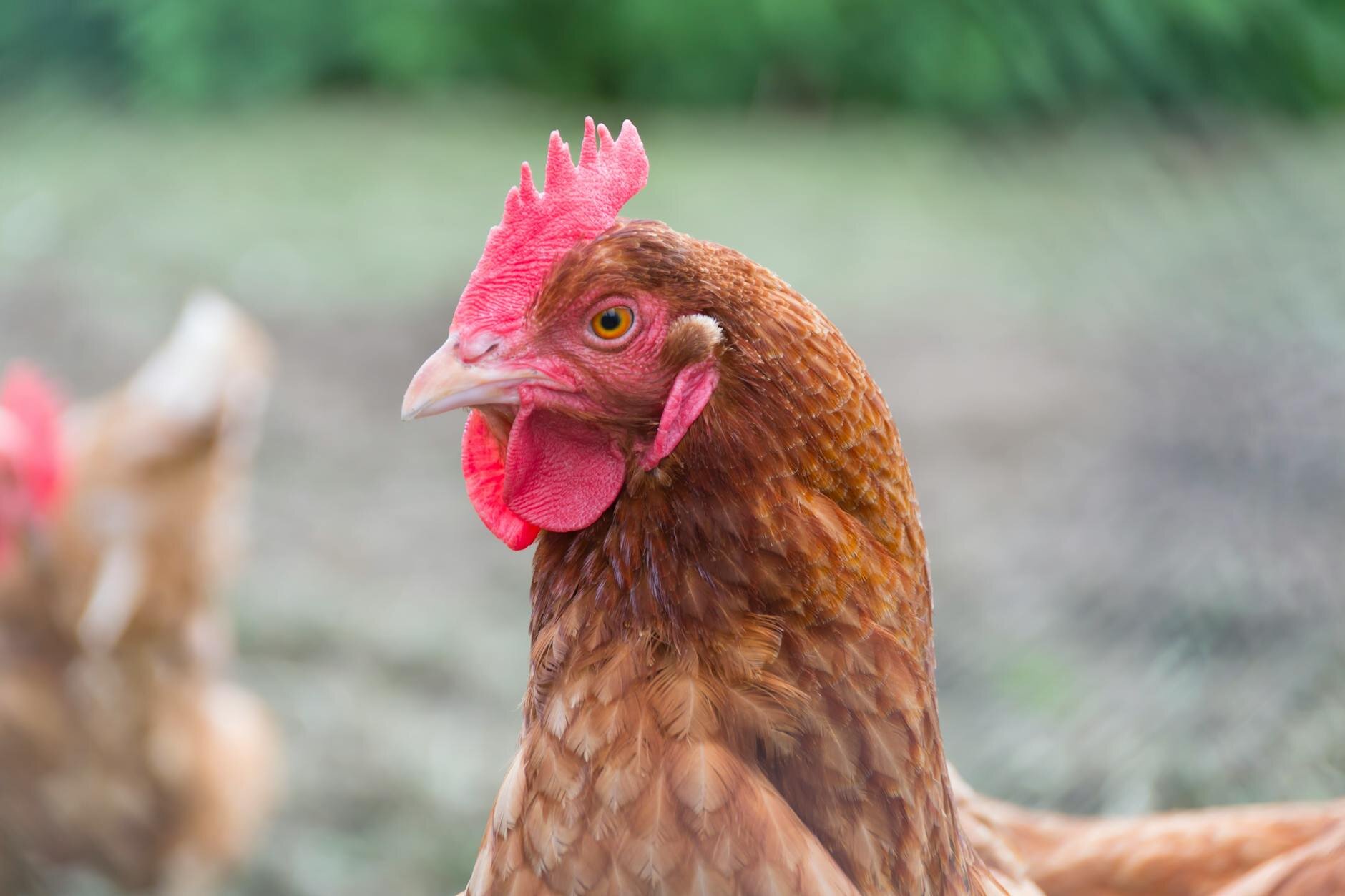 isa brown hen