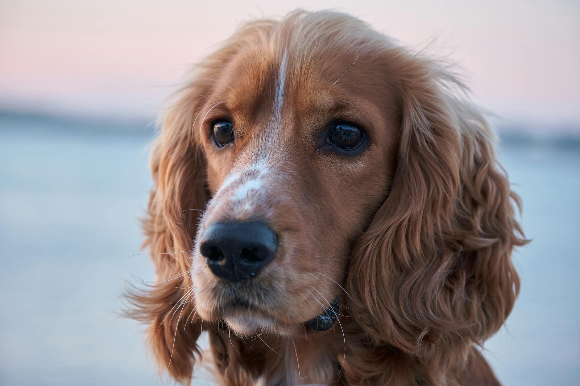 cocker spaniel
