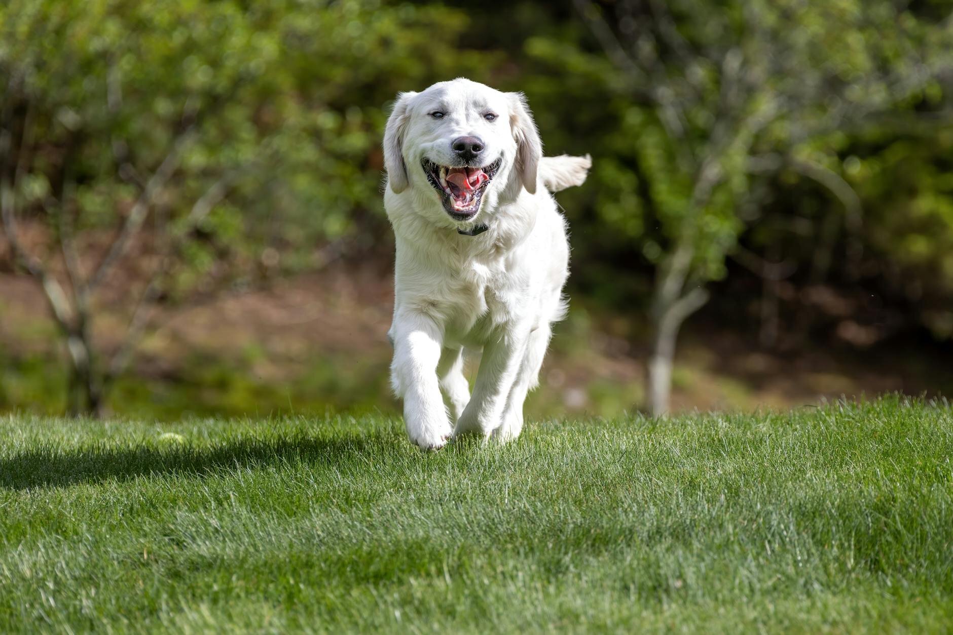 golden retriever happily running