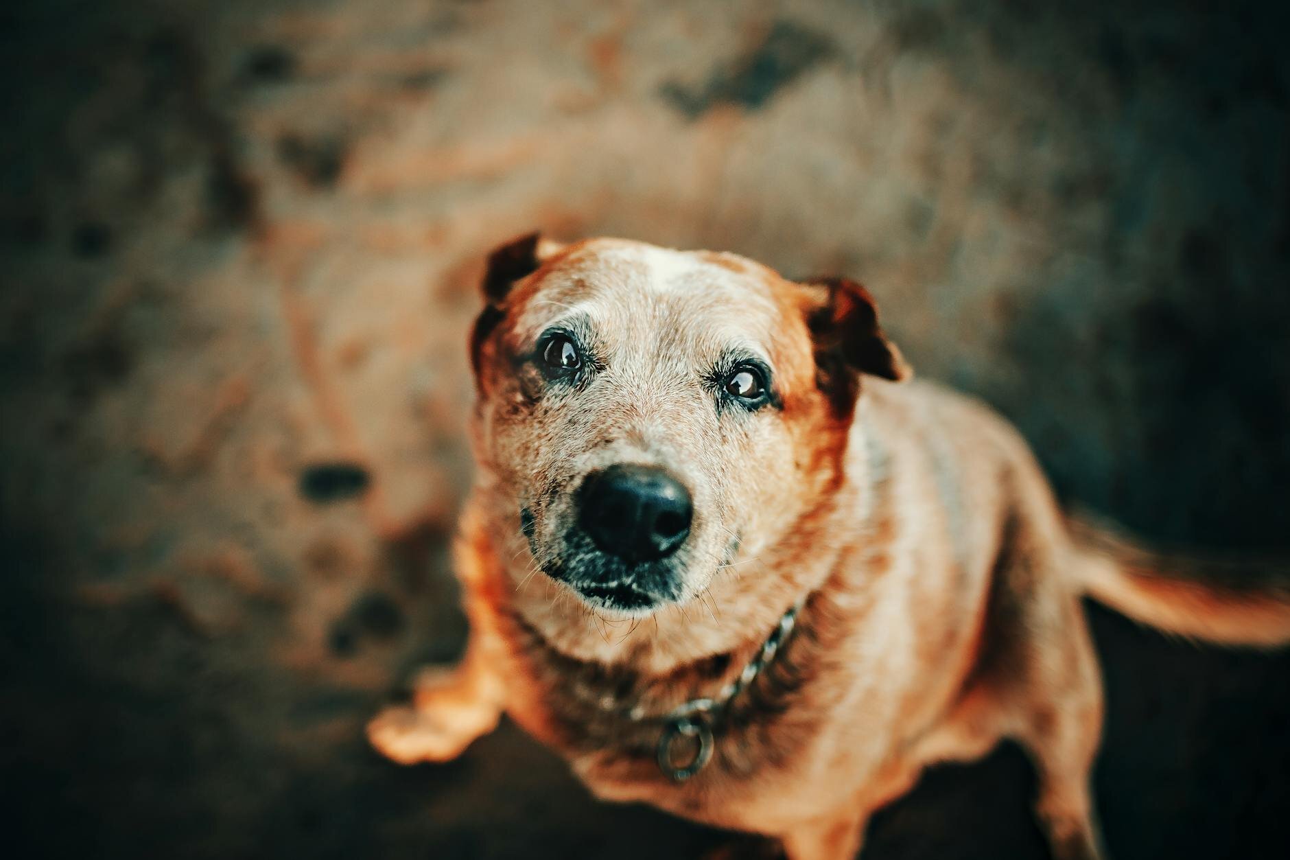 old red cattle dog looking at camera