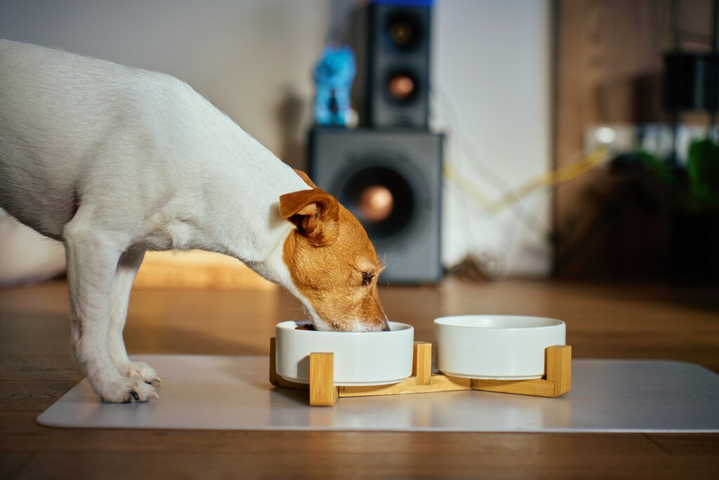 jack russell terrier eating from white ceramic bowl