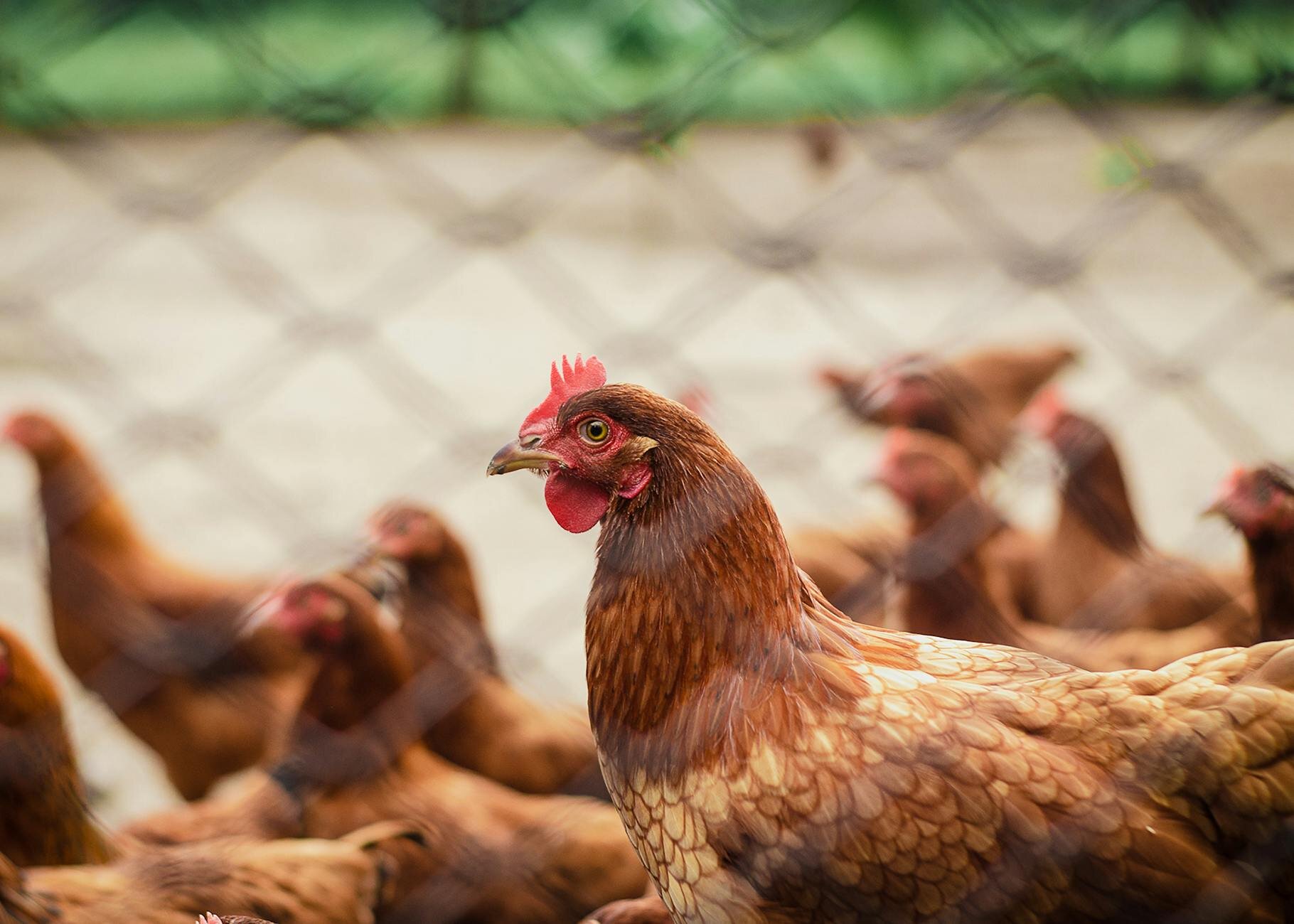 flock of chickens