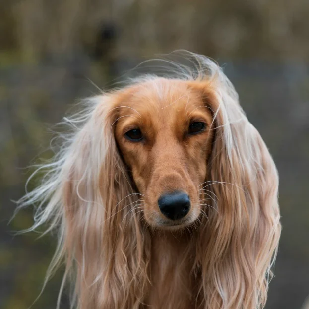 afghan hound looking at camera