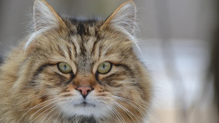 domestic long hair cat looking at camera