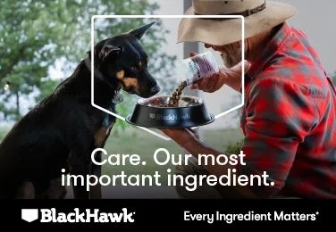 Black hawk