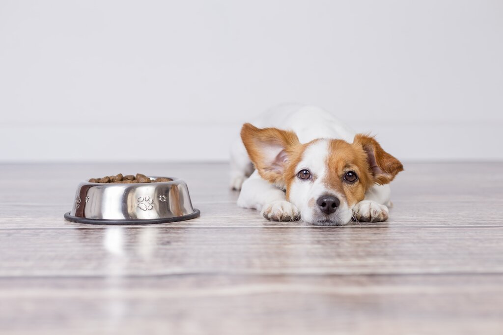 dog lying next to full food bowl