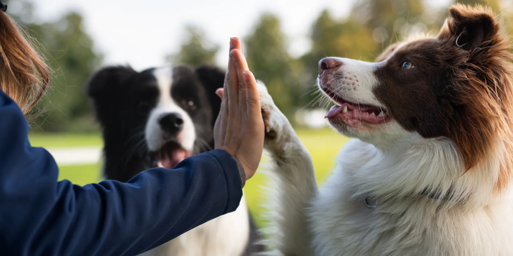 A brown and white border collie hi-fiving a person and a black and white border collie in the background