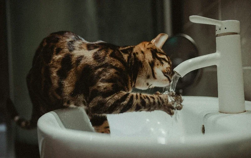 cat drinking from running tap
