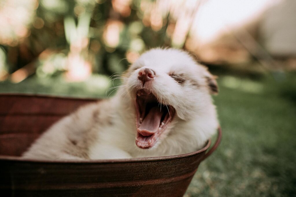 puppy lying in metal bucket yawning