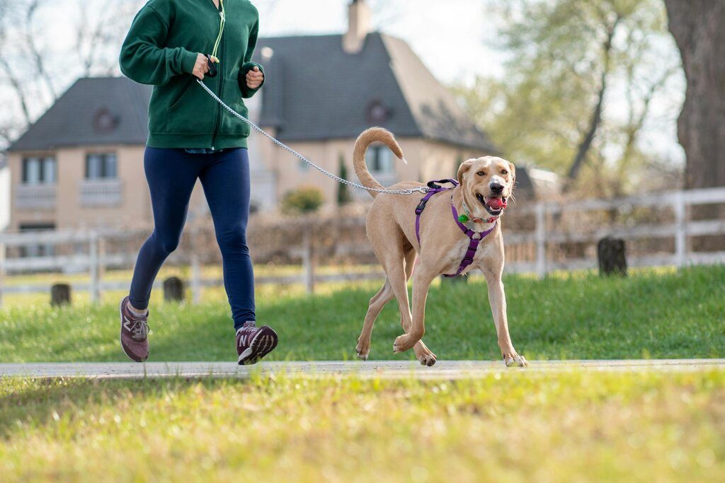 woman running with dog on harness