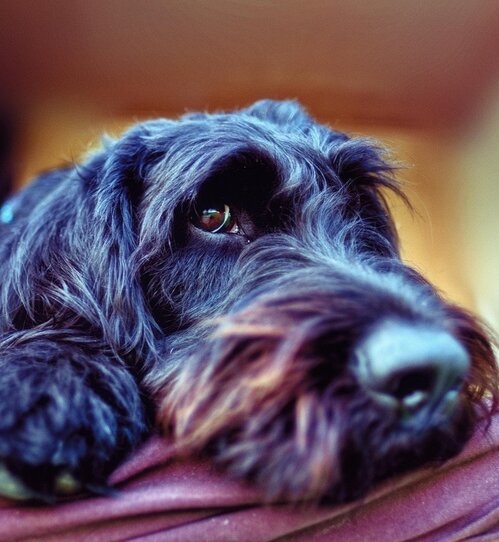 labradoodle laying with head on bed