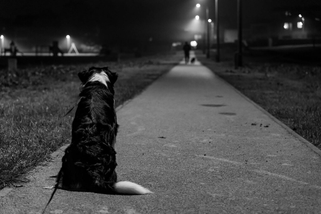 border collie sitting on path in the dark