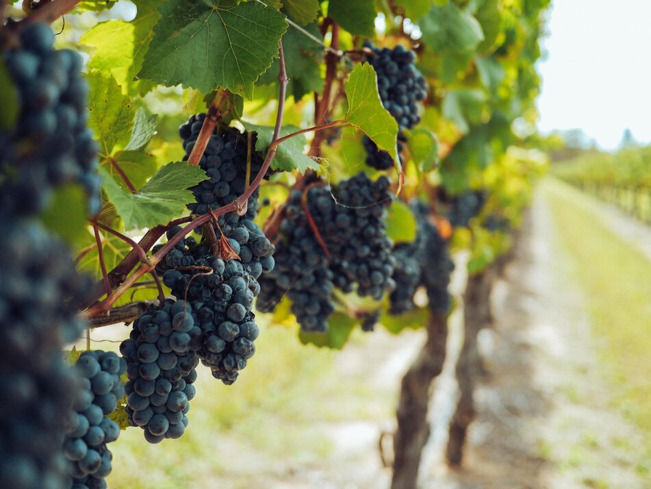grapes on vine