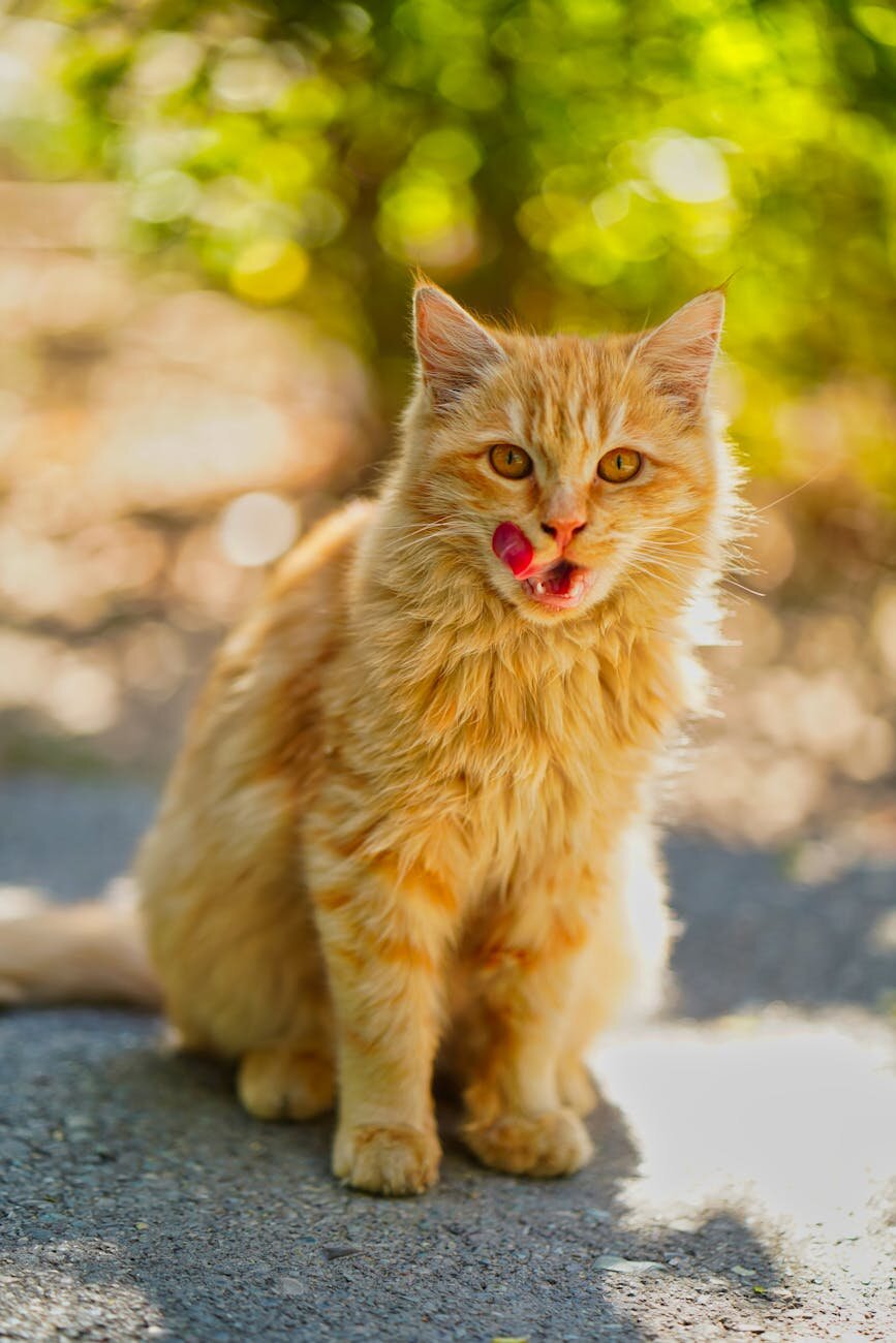 cat licking lips