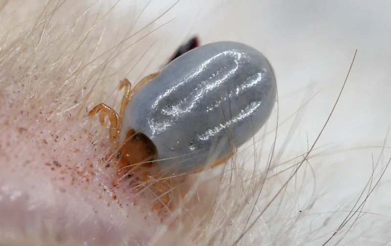paralysis tick attached