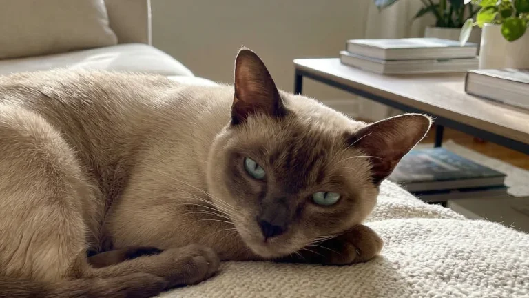 tonkinese cat lying on sofa