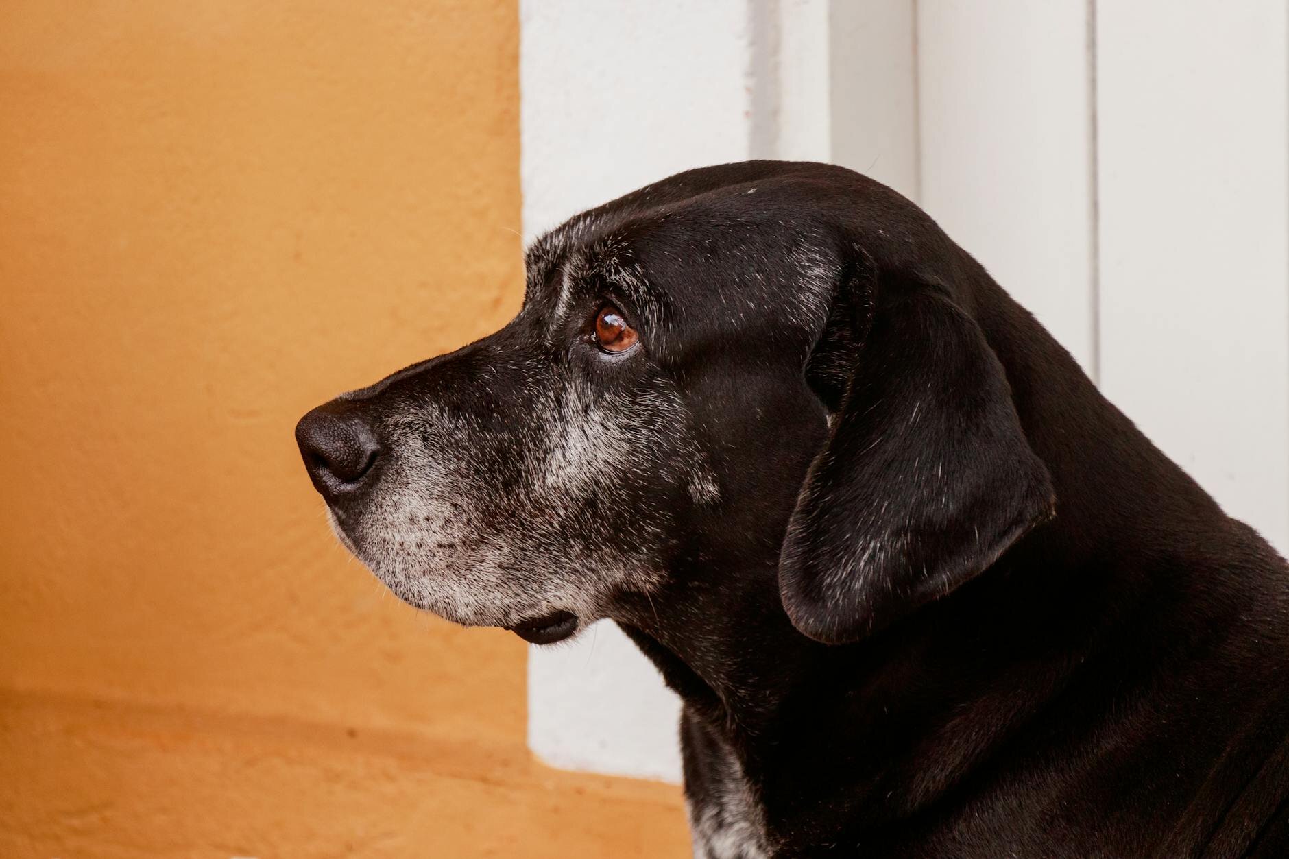 side profile of old labrador