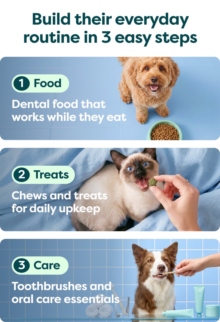 Everyday Routine