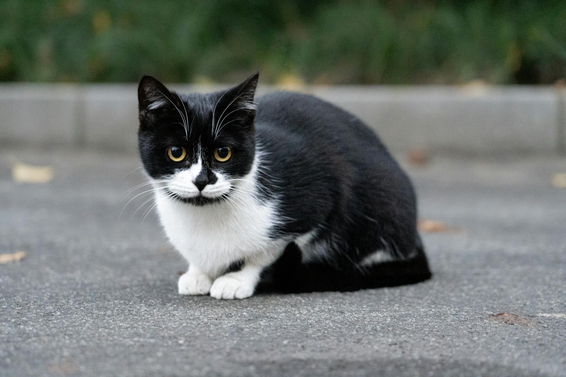 black and white cat sitting outdoors on concrete