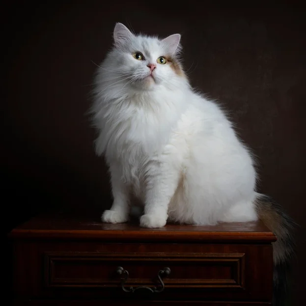 Siberian cat sitting on chest of drawers on black background
