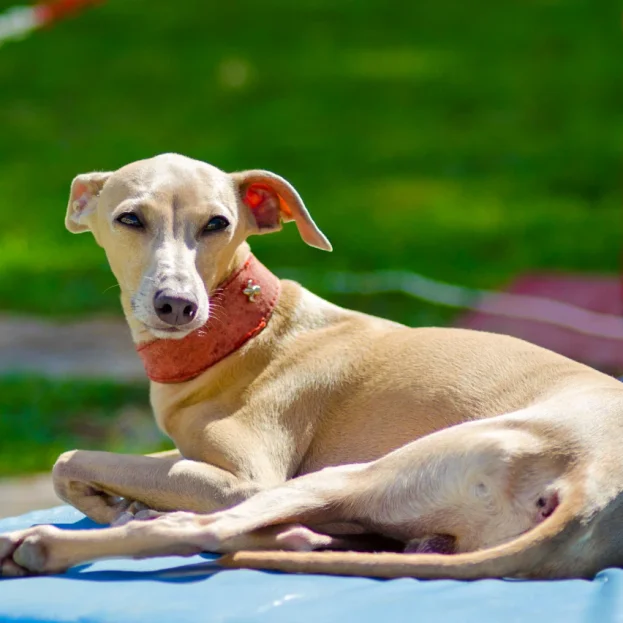 italian greyhound resting outdoors