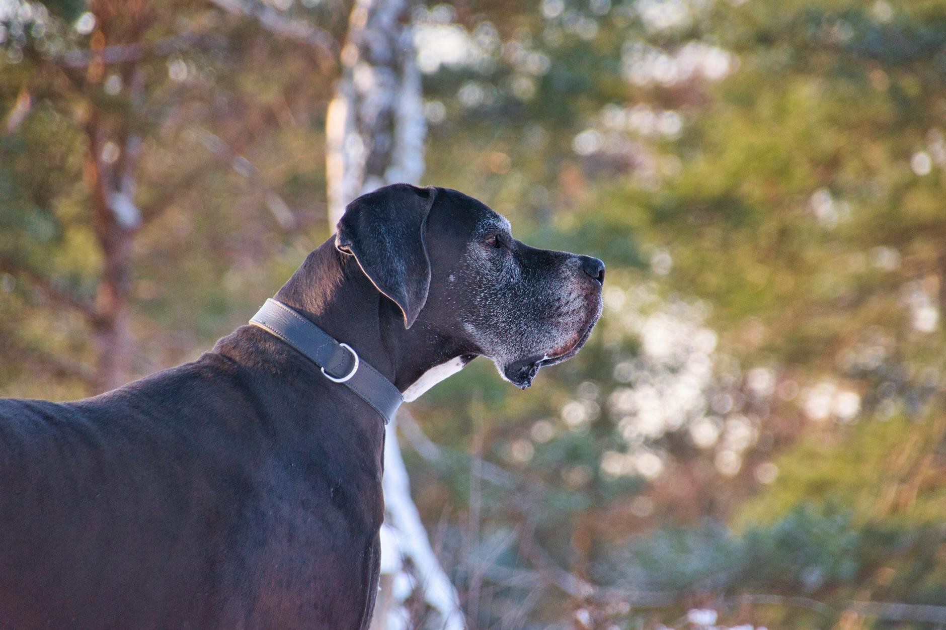 side profile of old great dane