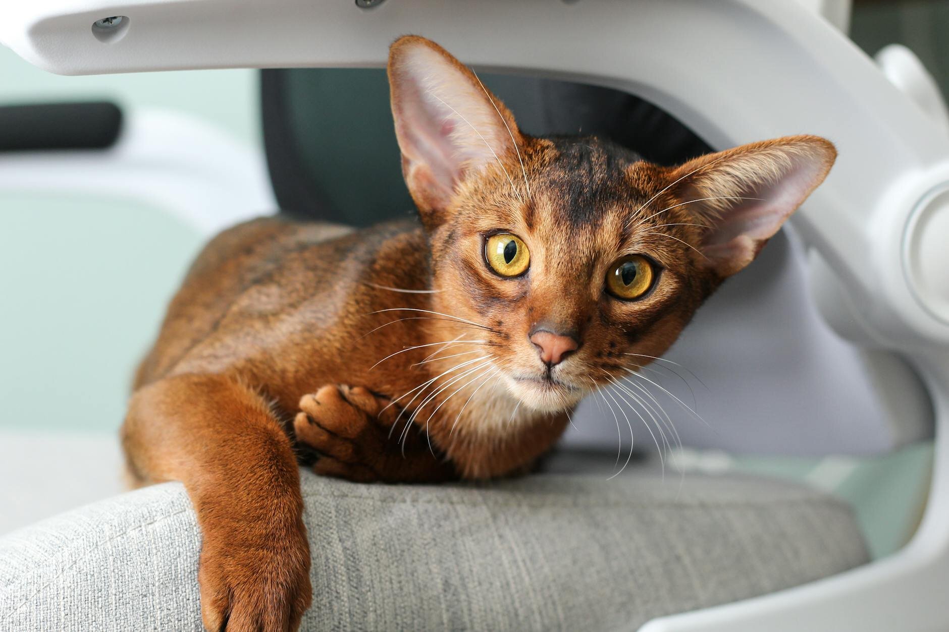abyssinian cat close up