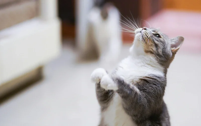 cat standing on back legs looking up