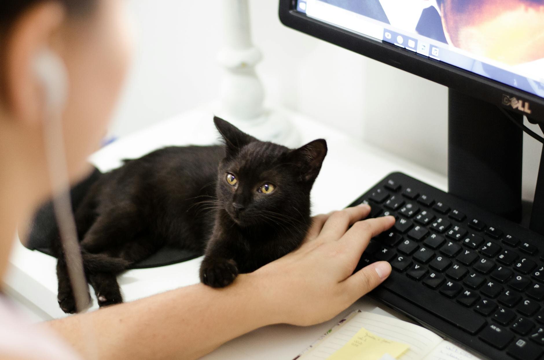 cat lying on desk next to computer with paw on human hand